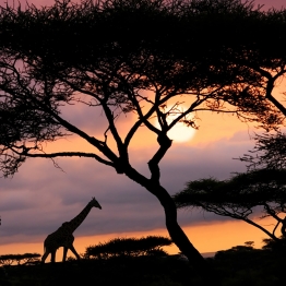 tanzania-safari-zanzibar